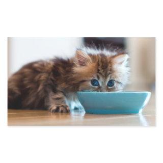 Young Persian Kitten Rectangular Sticker