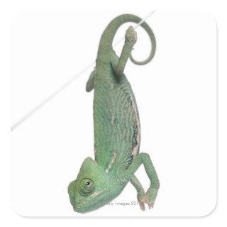 Young veiled chameleon, Chamaeleo calyptratus Square Sticker