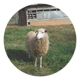 Young White Sheep on the Farm Classic Round Sticker